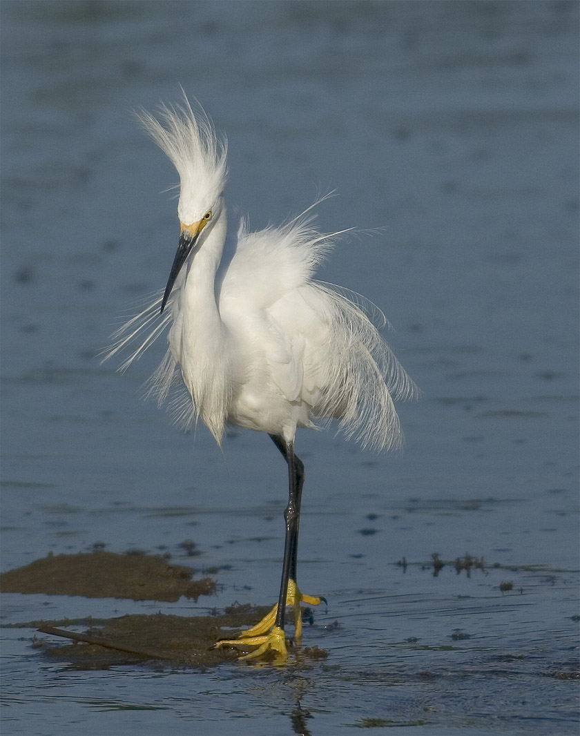 Sorry to ruffle your feathers