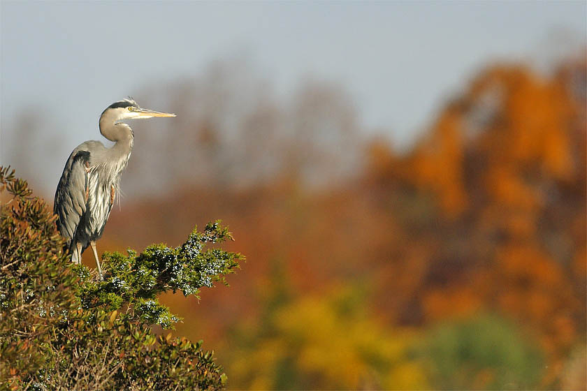 Great Blue in autumn light