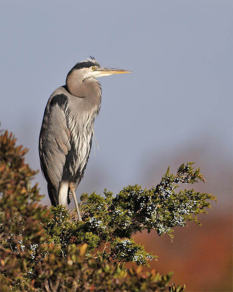 Autumn GBH
