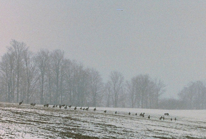 Turkeys on the March