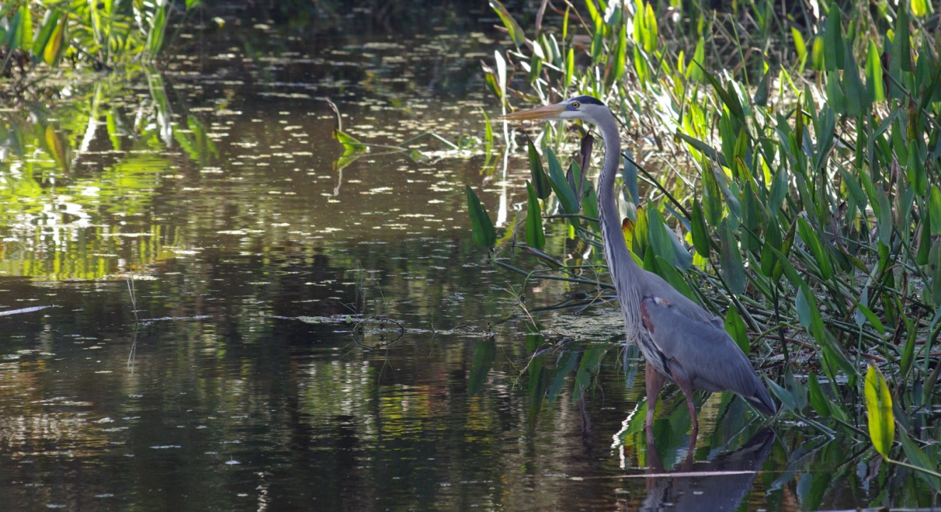 Heron