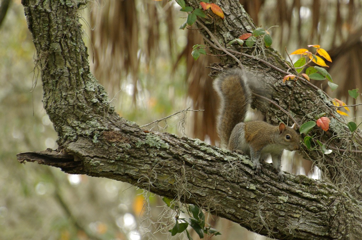 Tree Squirrel