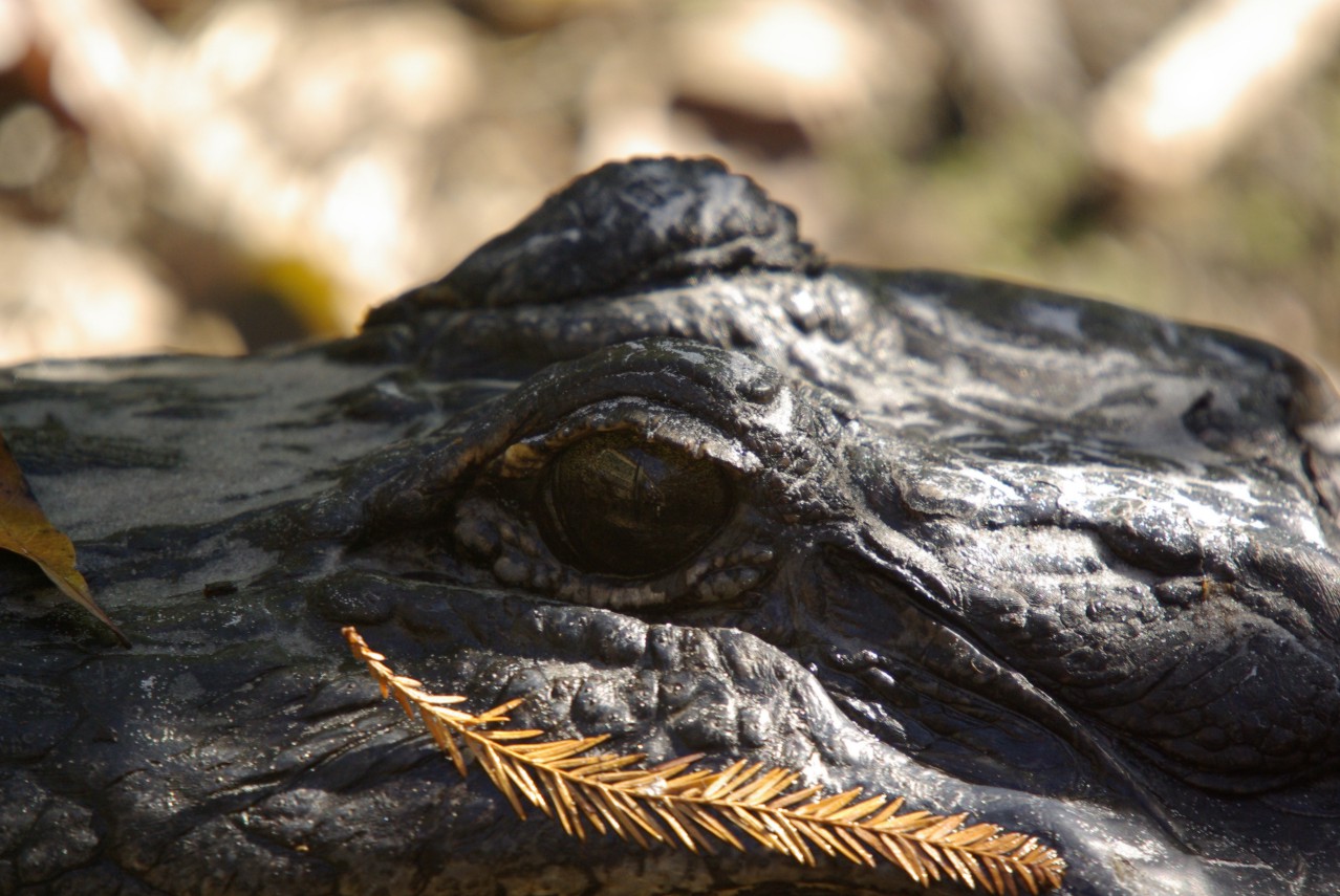 Gators Eye