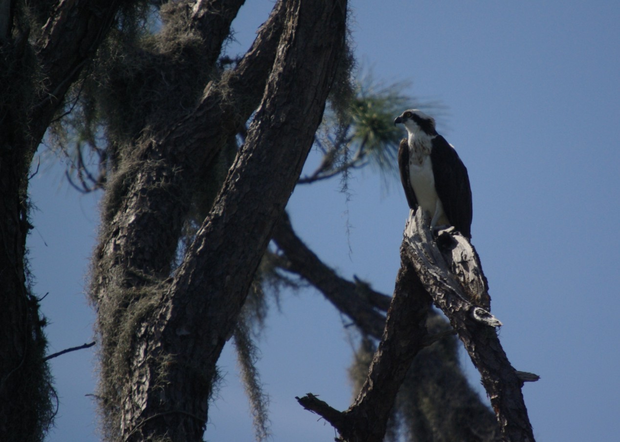 Osprey