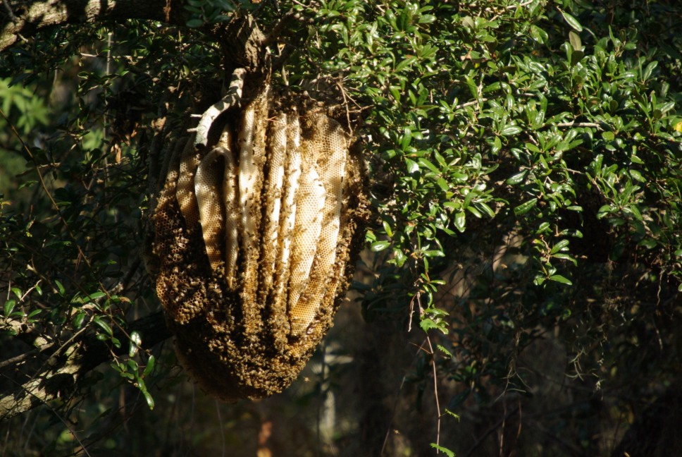 Bzzzzzzz