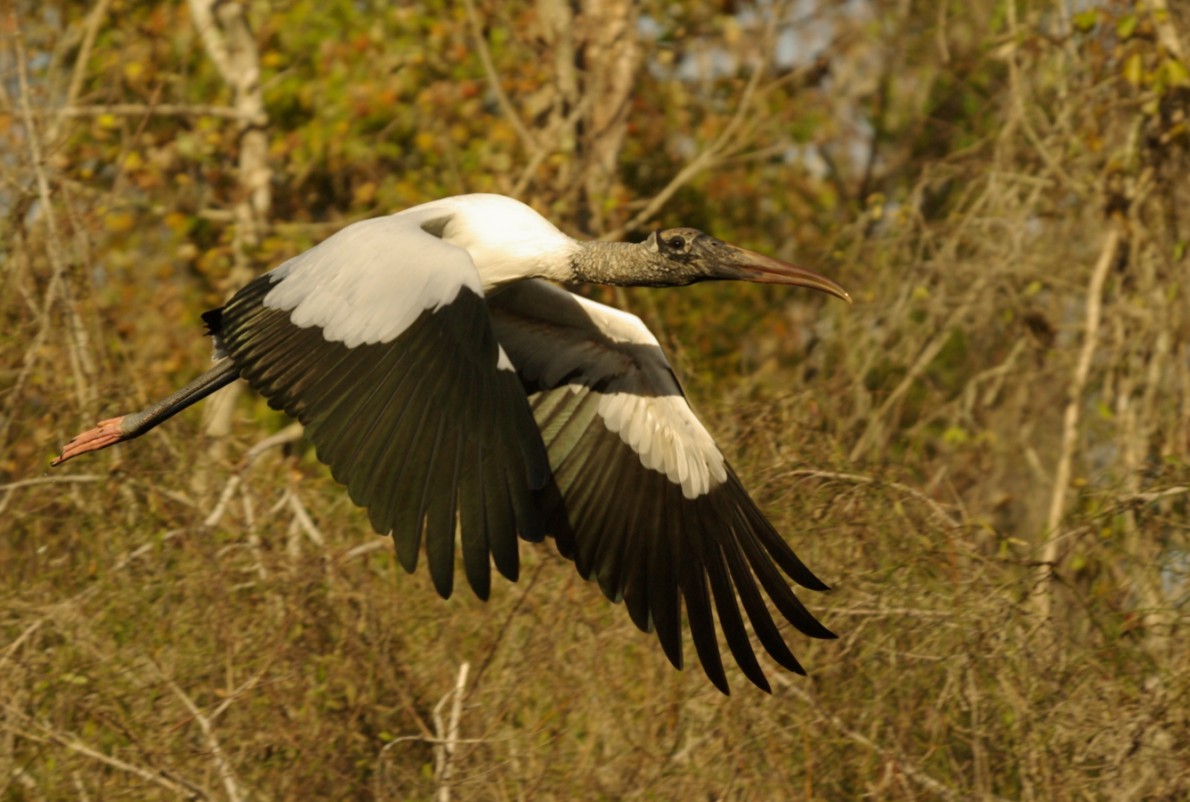 Another Wood Stork Picture