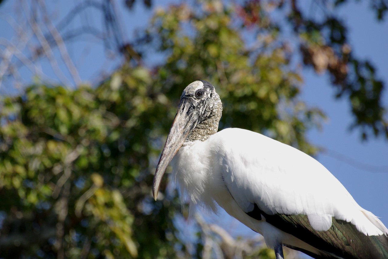 Wood Stork