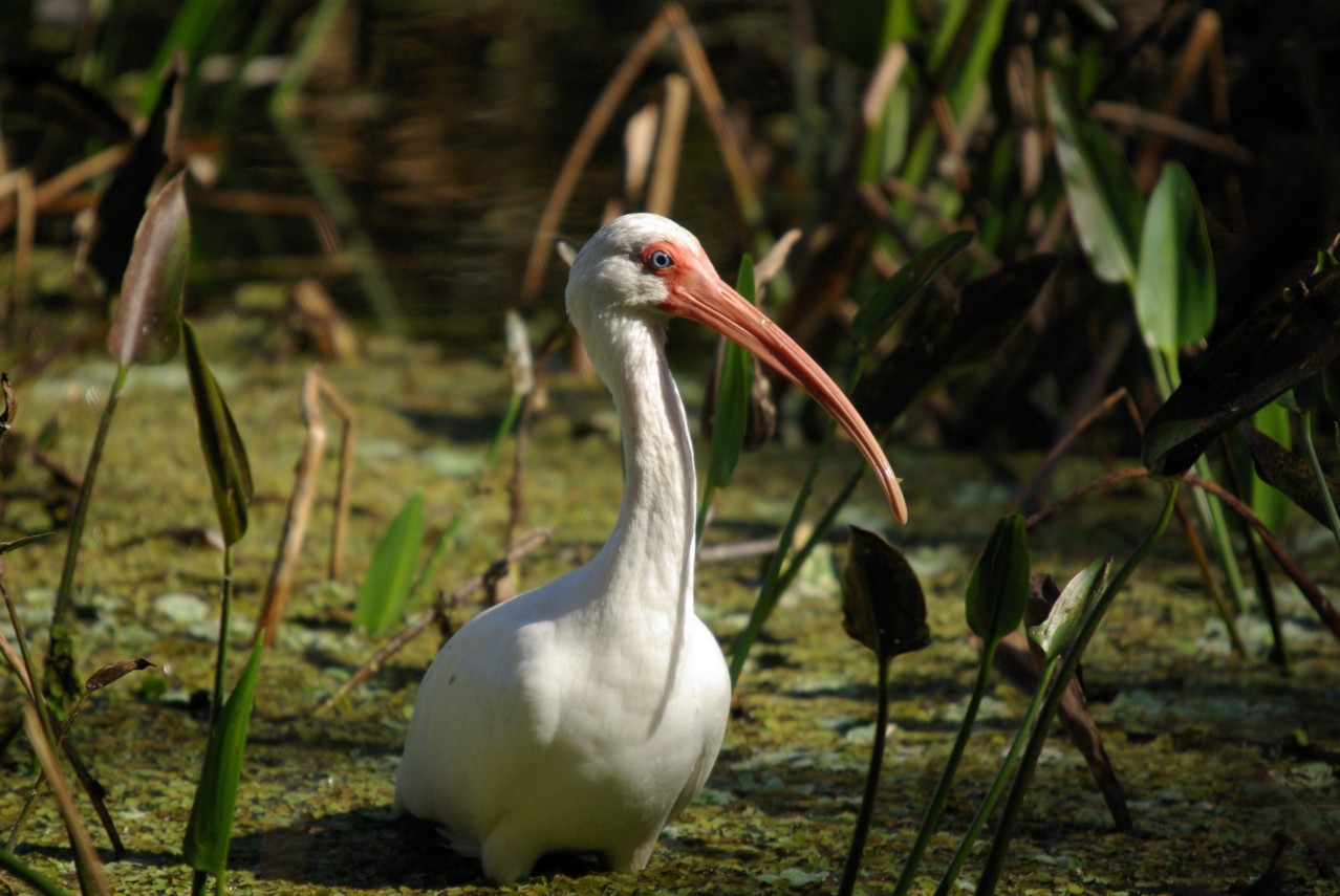 Curious Ibis