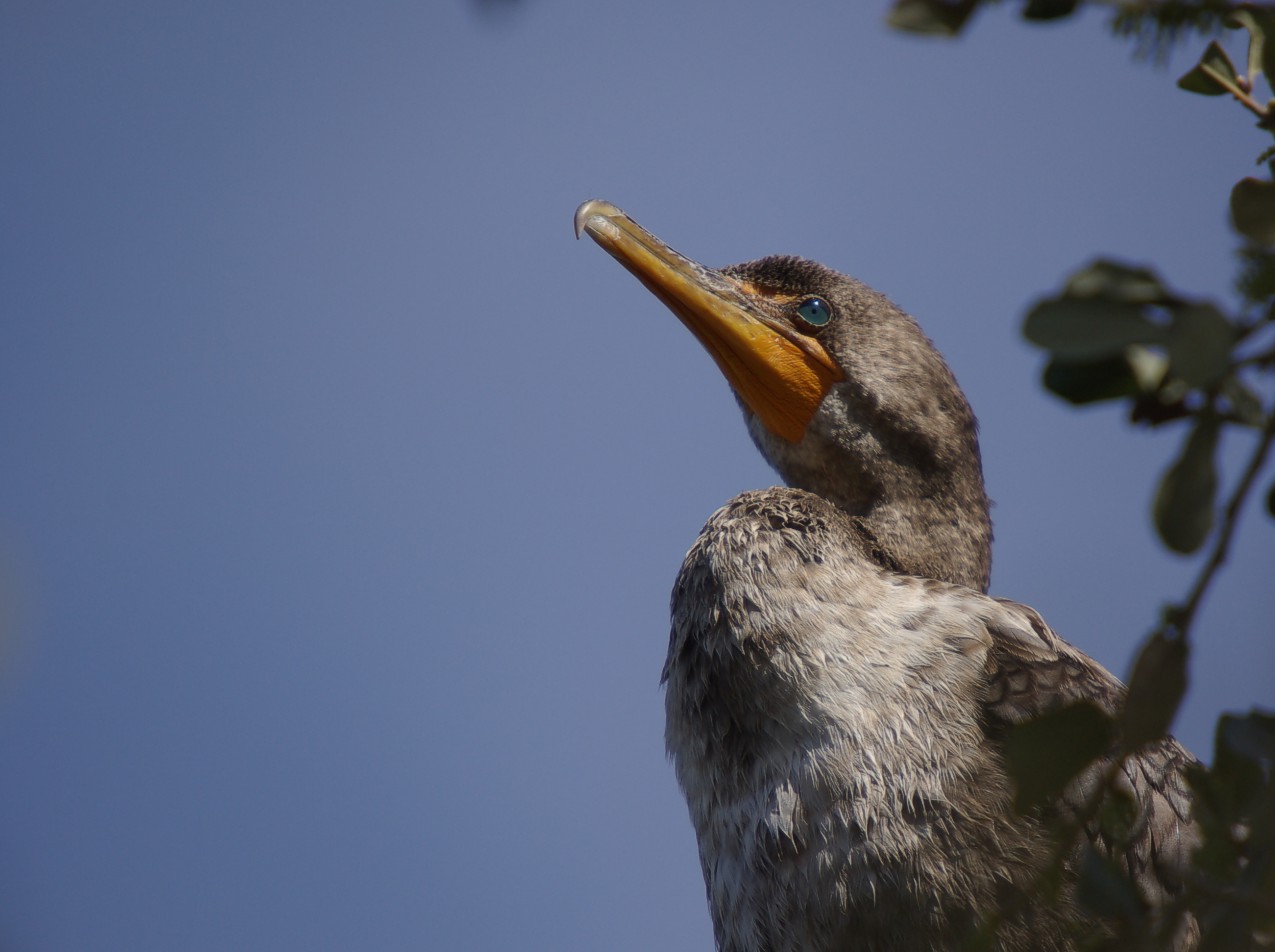 Anhinga in a Tree