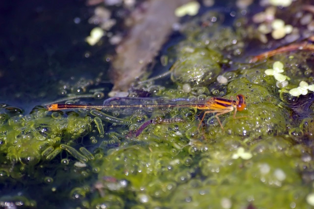 Damselfly and Young