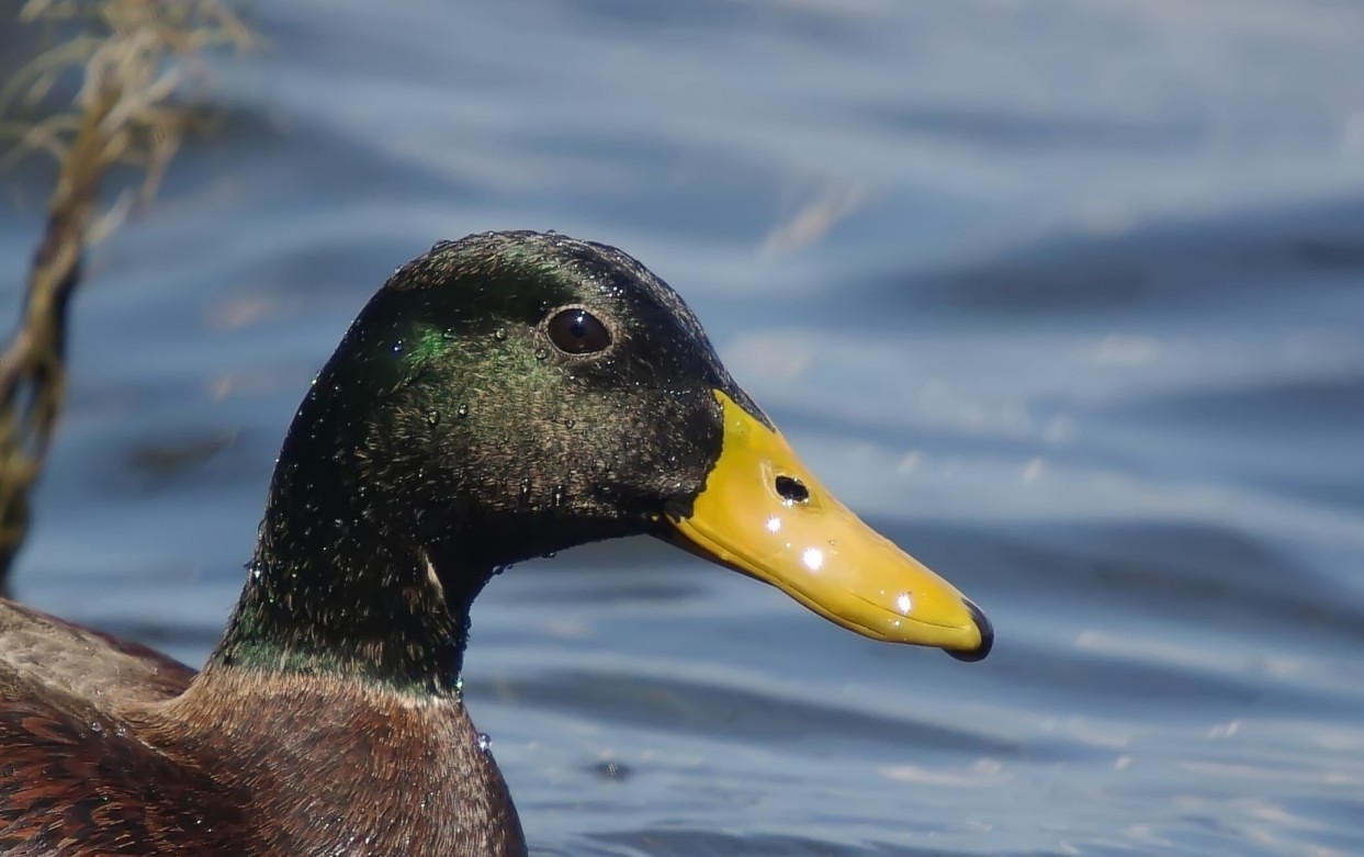 Wet Mallard