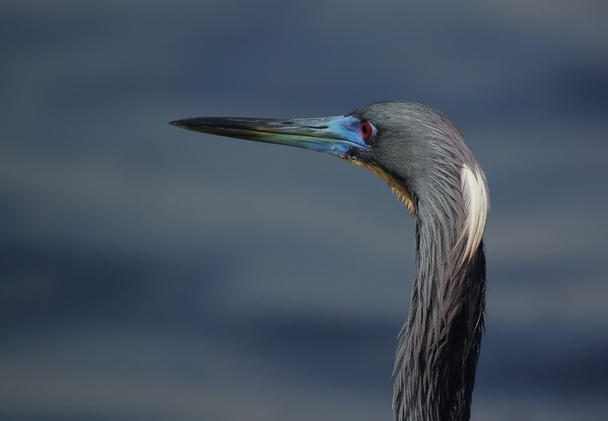 Tri-Colored Closeup