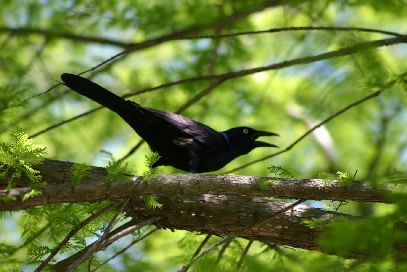 Black Bird in tree