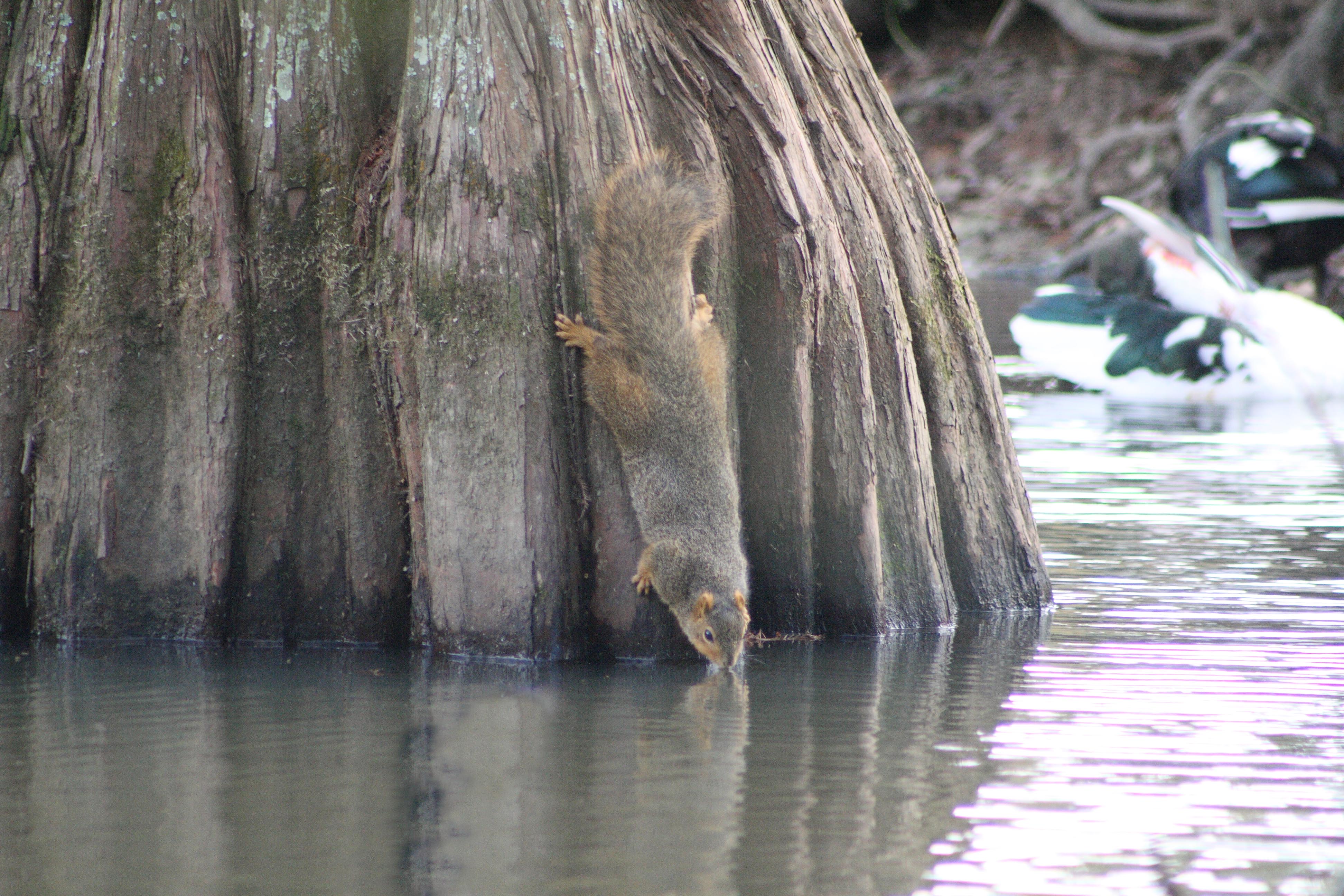 Thirsty