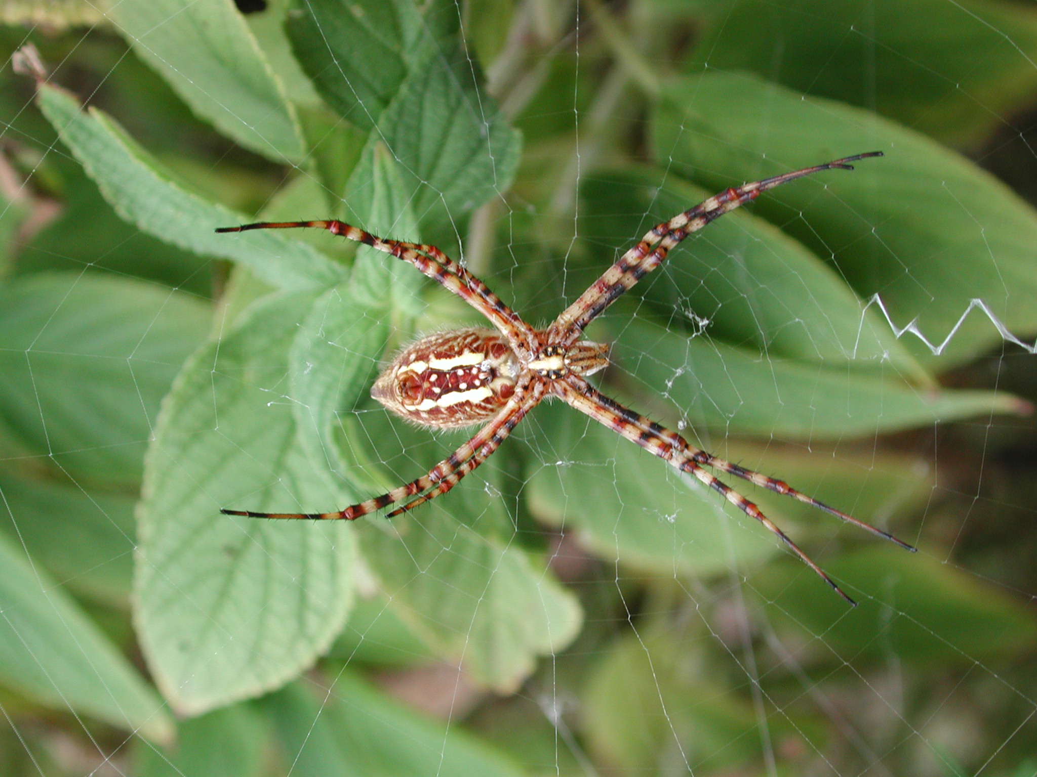 Backyard Spider