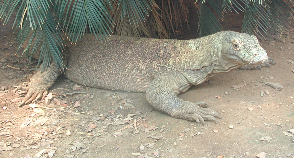 Komodo Dragon