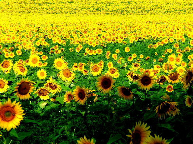 Sunflower City