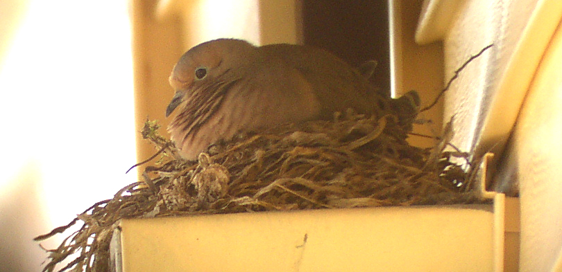Nesting Mourning Dove
