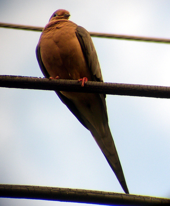 Perching Mourning Dove