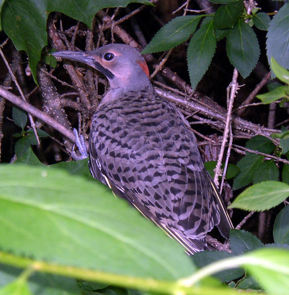 Northern Flicker