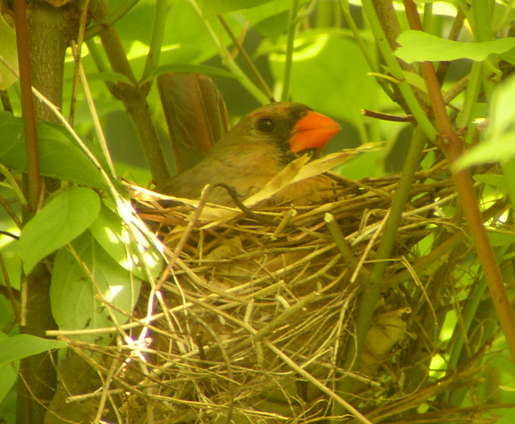 Female Cardinal Nesting