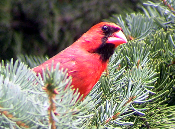 Father Cardinal