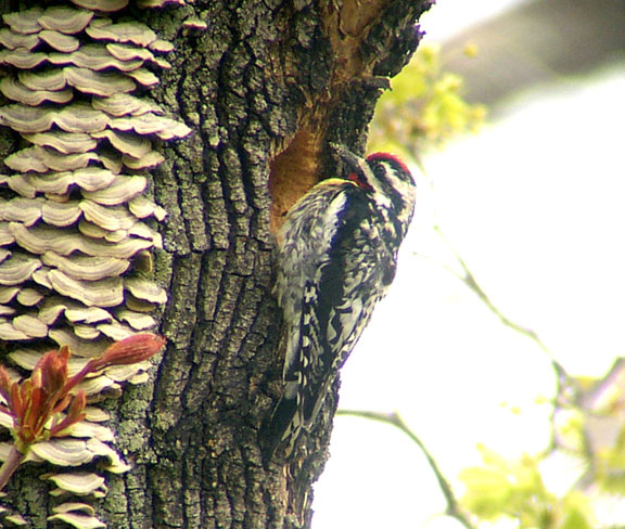 Sapsucker and His Hole