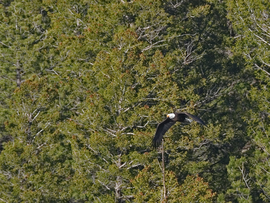 Bald Eagle in South Park CO