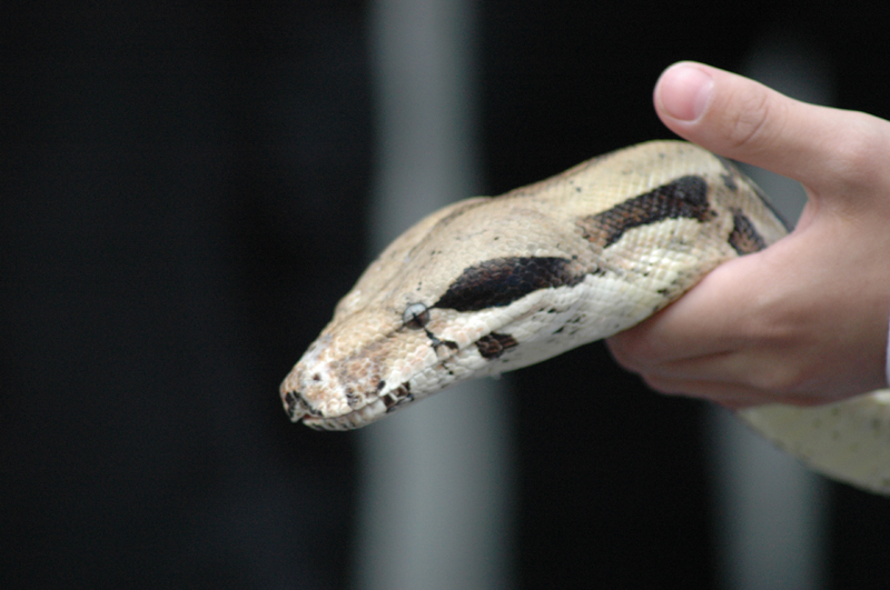 Mr. Python