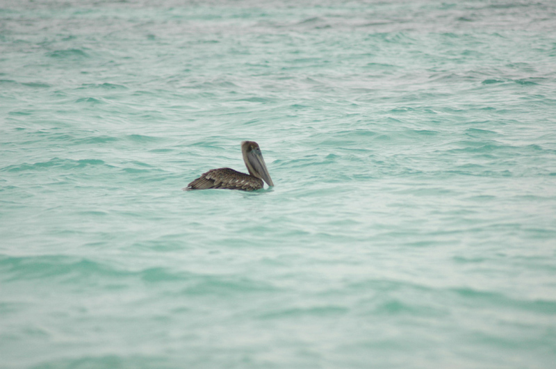 pelican swim