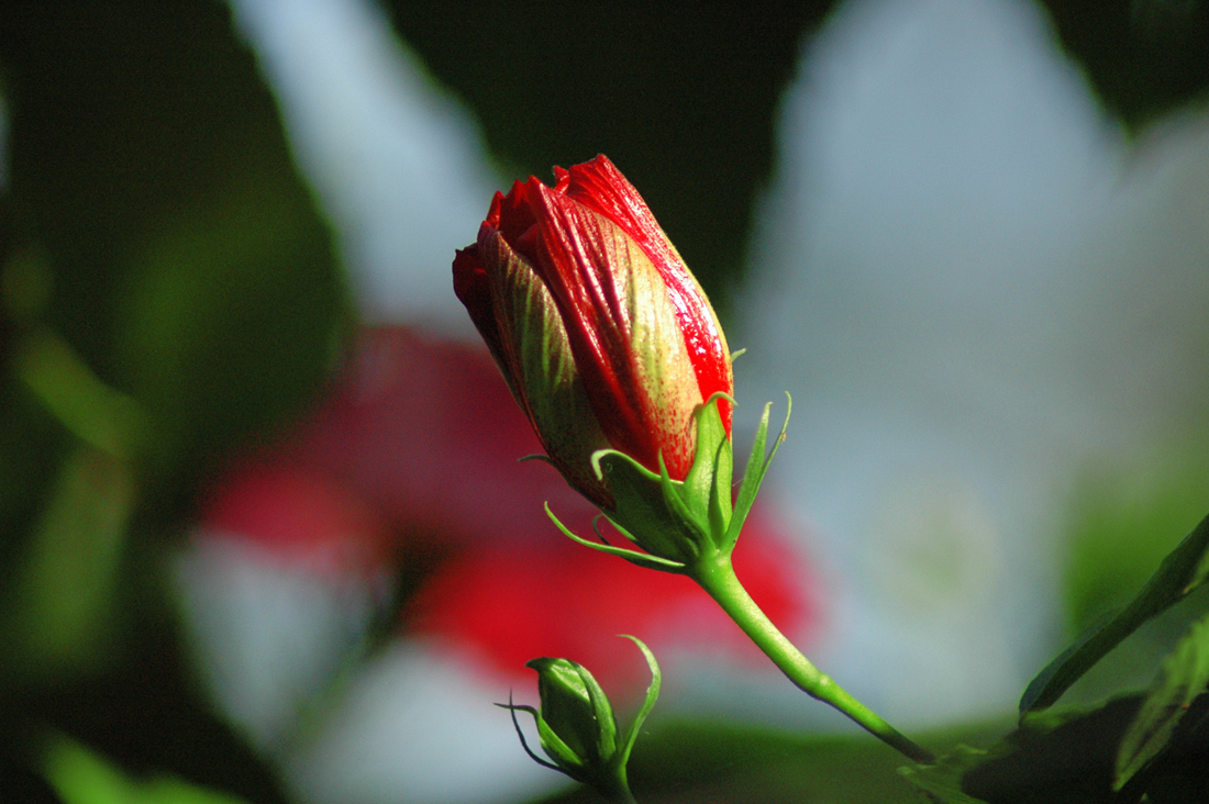 Morning rose