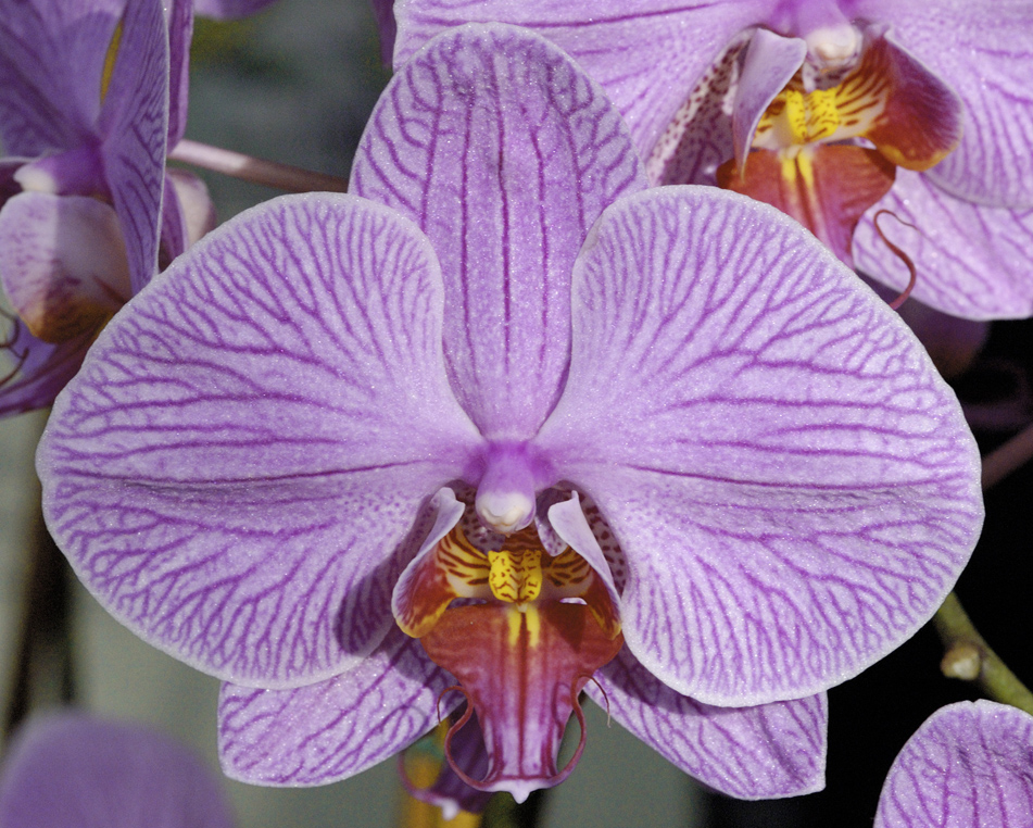 Orchid