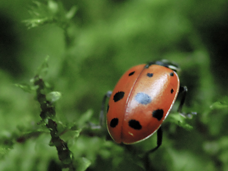 Lady Bug