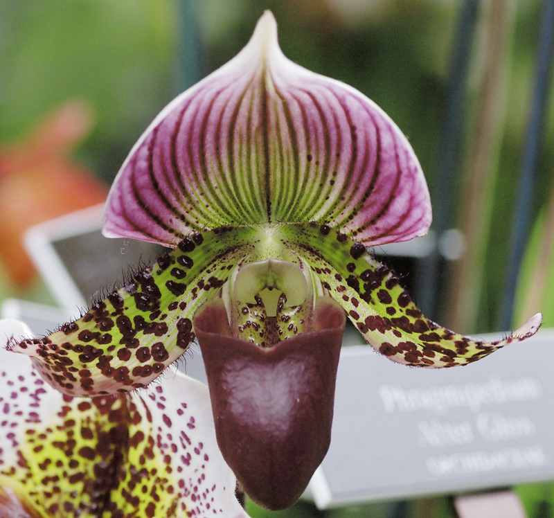 Orchid