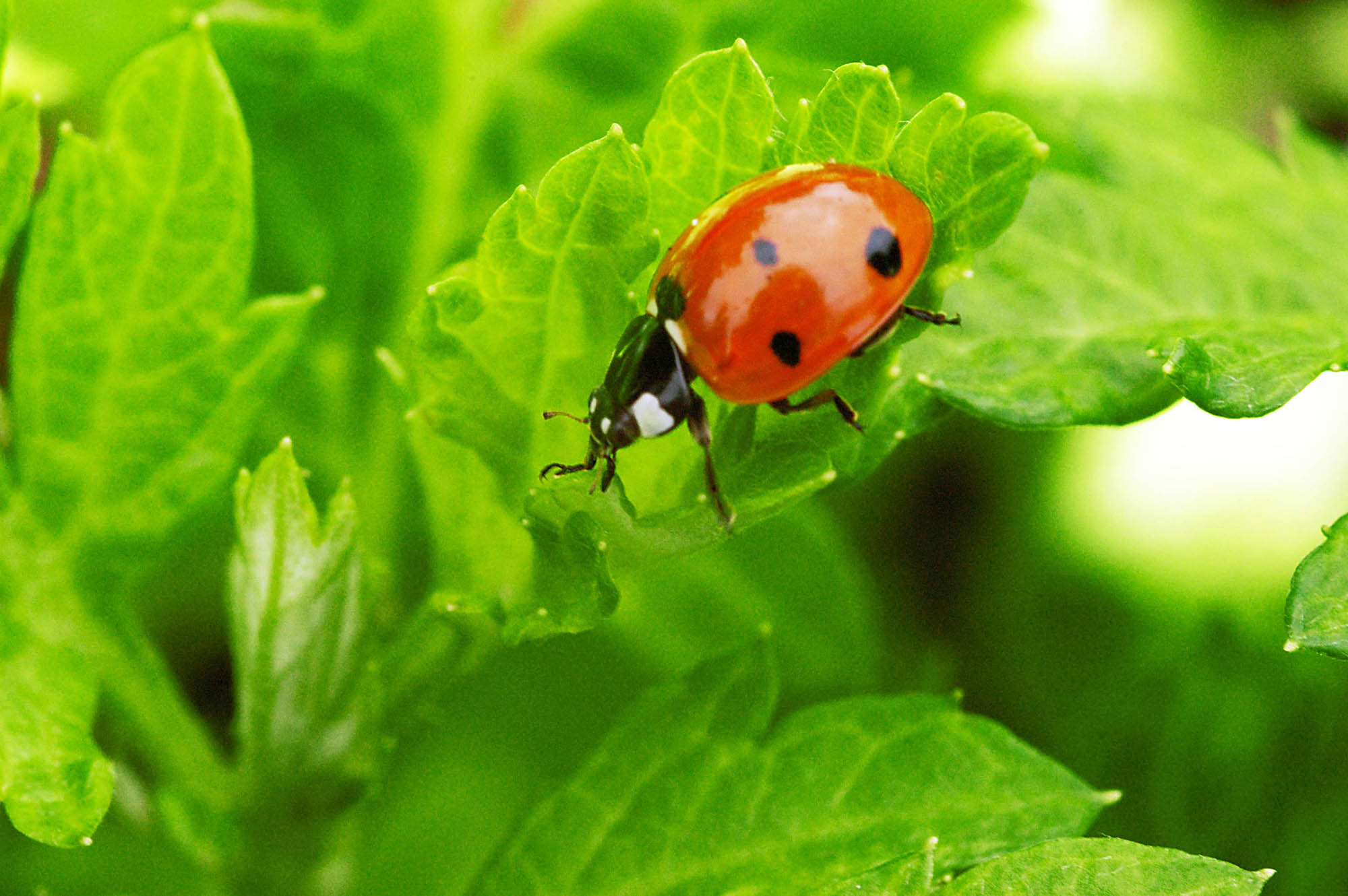A bugs life
