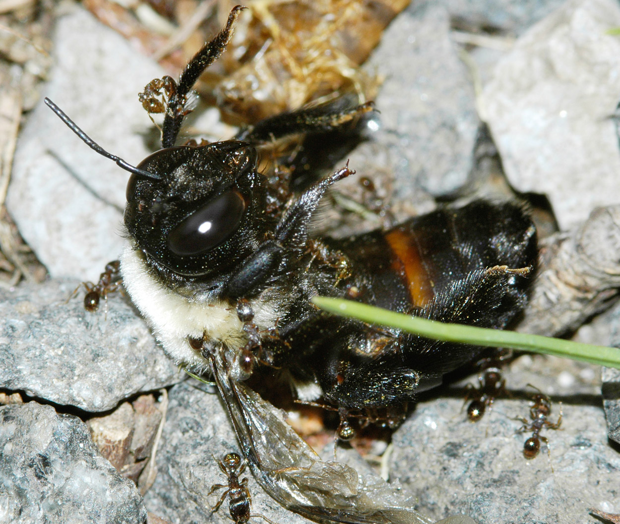 Live bee that has succumbed to the ants