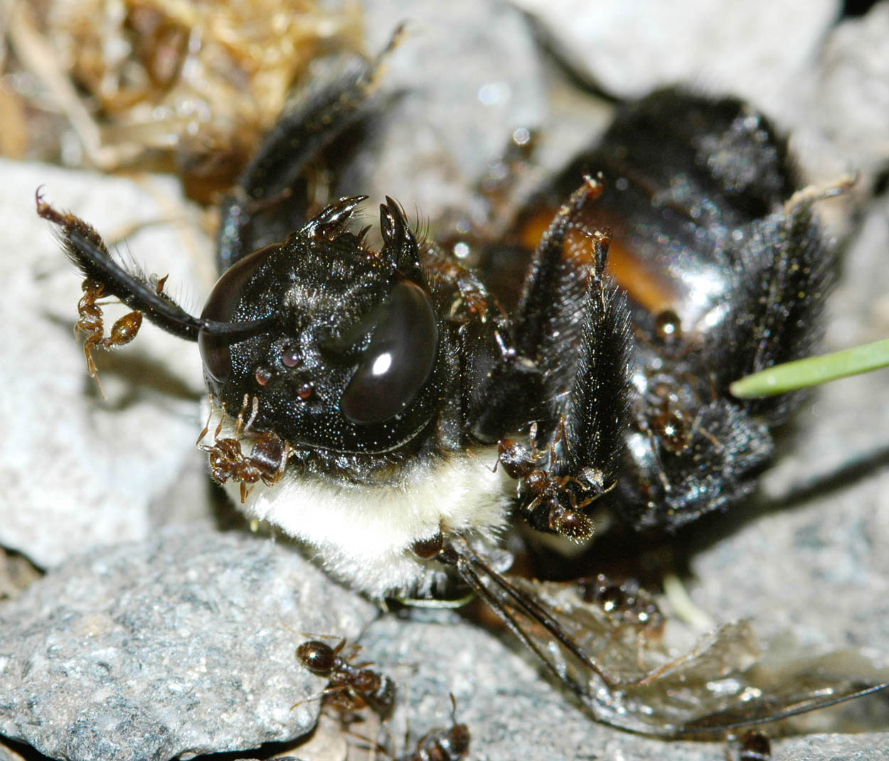 Getting eaten by ants part 2