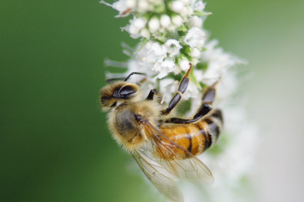 Bee on flower