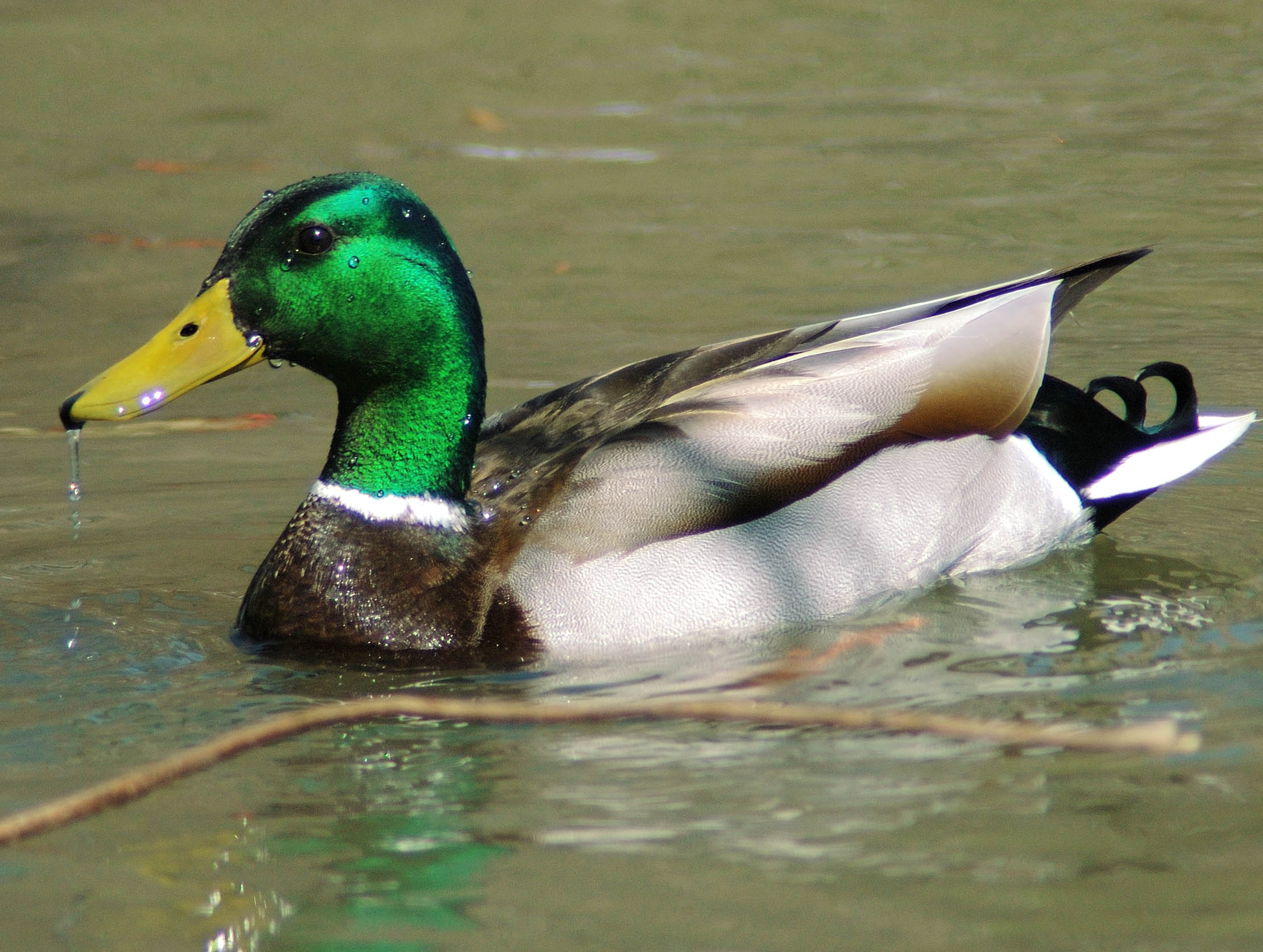 Ugly duckling no more
