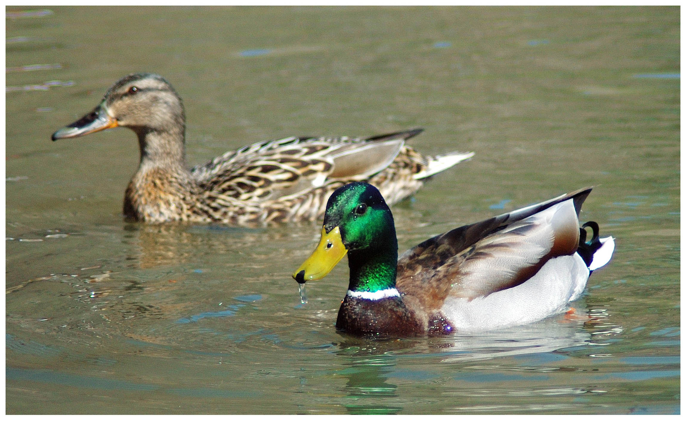 Spring love