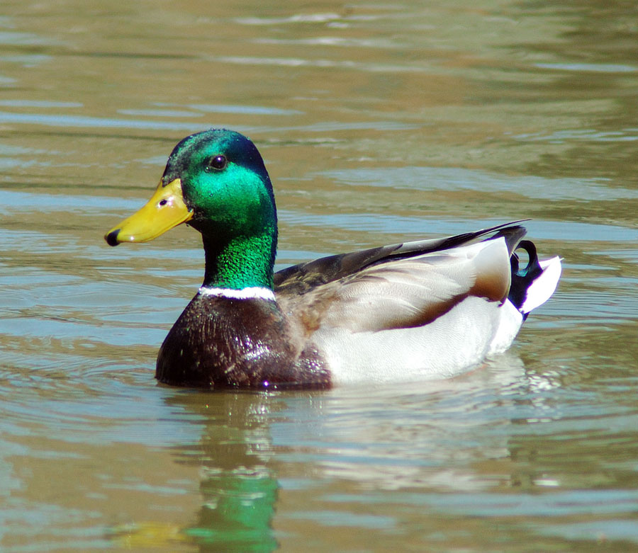 Duck sunbathing