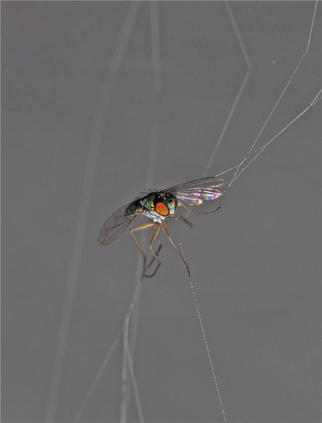Caught in the spiders web