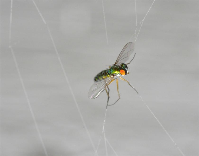 Caught in spiders web 2