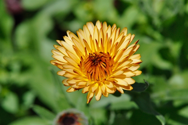 Early bloomer image