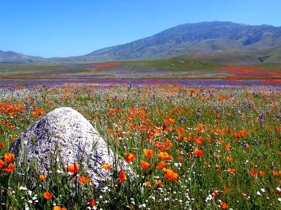 Spring flowers