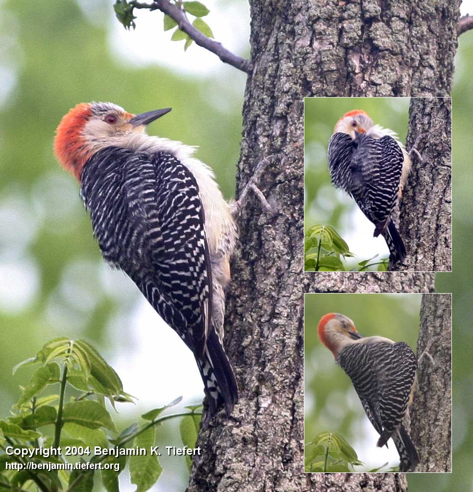 Red-Bellied Woodpecker