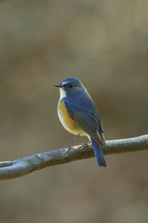 Siberian bluechat