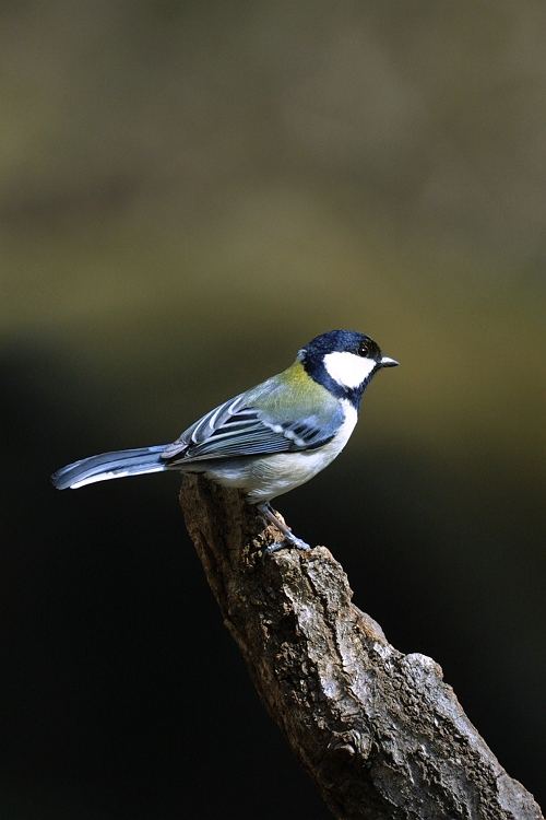 Great Tit