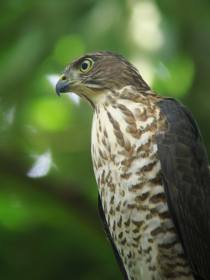 Japanese Lesser Sparrow Hawk