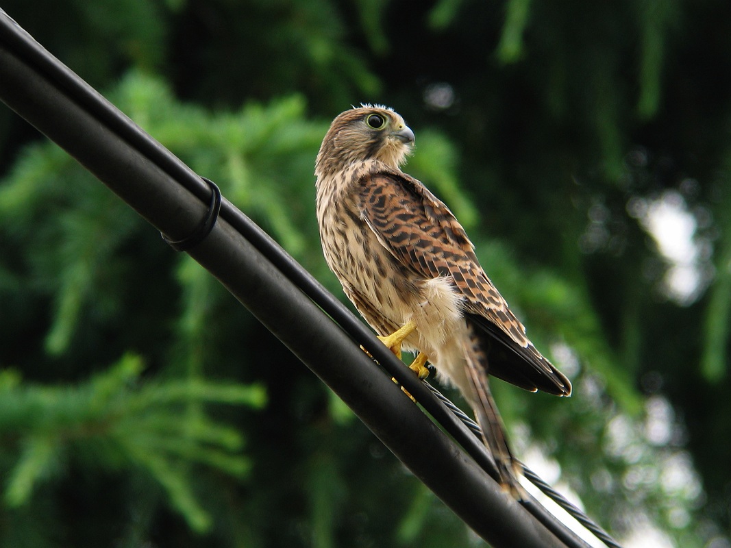 Common Kestrel